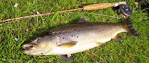 Big Brown caught by Pete