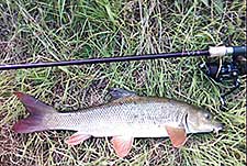 Barbel